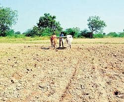 A farmer ploughs his parched land in Mundaragi village, Yadagir talk. DH Photo