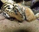 Tigress cub dies in BNP