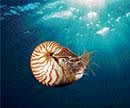 Perfect Spiral A chambered nautilus swimming near Gnemelis Drop-Off in the southwestern Pacific. (Stuart Westmorland via NYT)