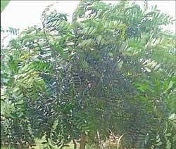 Simaruba plants grown in Kadur taluk,as  Simaruba seeds are used for extracting oil. DH PHOTO