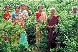 Women who pluck kakada, a jasmine variety at Kenkare in Gauribidanur. DH Photo