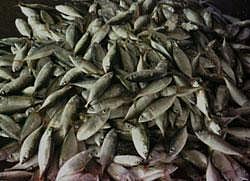 Eating fish 'could protect against Alzheimer's'