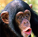 Chimpanzees warn groups  of dangers