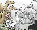 Safih and the camel market