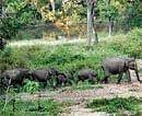 Turf wars: Elephants at Nagarhole.Photo courtesy: Sanjay Gubbi
