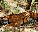 A tiger that died after it was caught in a snare set for catching wild ungulates. Photo by Vinod/Team BHPForum