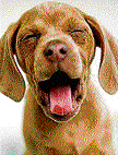 Dogs yawn hearing their master do it