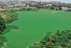 The polluted Munnekolala Lake right behind the apartments. dh photo