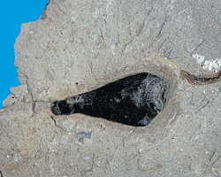 162 million-year-old fossil ink sac from Wiltshire (UK). Photograph courtesy/ British Geological Society.