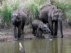 Wild elephants drink at a waterhole at Biligiriranganathaswamy Tiger Reserve Forest in Chamarajanagar district. DH Photo