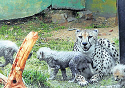 quick as a flash: The cheetah, Maya, seen with her cubs at Sri Chamarajendra Zoological Gardens in Mysore. dh photo