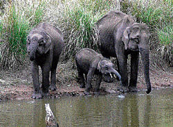 Most elephant corridors in State are under threat, say experts