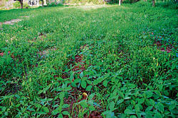 Weeds cover a mango field near Srinivaspur. dh photo