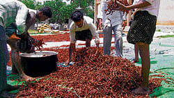 damage control mode: Growers clean spoiled chillies with water at a private cold storage facility in Bellary. DH&#8200;photo