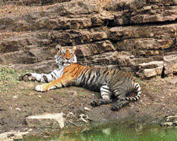 striking a pose Tigress at Ranthambore National Park. photo by author