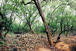 Foliage: A shot from the documentary The Lost Forest on Mangerbani forest by Ishani K Dutta.