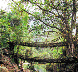 The Double Decker Living Root Bridge near Sohra. photo by author