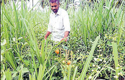 Intercropping of okra, tomato and garden beans with sugarcane at Kirans fields at Nelmane in Srirangapatna taluk. dh photo