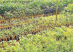 Saplings ready for sale, at nursery belonging to the forest department, at Baikady   in Brahmavar.