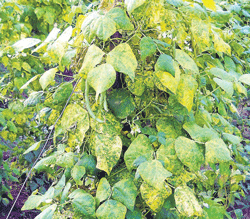 The leaves of beans crop in Kodishettihalli, Mandya taluk, has turned yellowish. dh photo