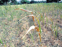No water: With rains eluding, crops have wilted in Chamarajanagar. dh photo