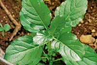 Rich Tulsi, also known as Holy Basil, is revered the world over for its therapeutic powers.