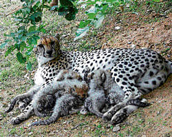 A file photo of Maya with her cubs in the Chamarajendra Zoological Gardens in Mysore.