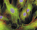 Stem cell file photo