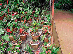 conserve Plants at Gurukul Botanical Sanctuary. photo by author