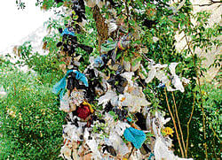 tied up: Sacred tags tied to the branches of a bilva tree on Gopinath Hill in Chikkaballapur taluk. dh photo