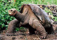 UNFORTUNATE END: Lonesome George lifts his head up, during a walk in the island chain in Puerto Ayora in this February 5, 2001 file photo. Reuters