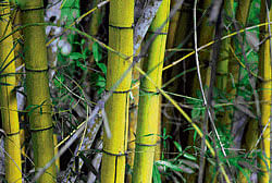 Project to generate power from bamboo on the cards