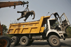 Elephant pair knocked down by tanker in Noida, one dies