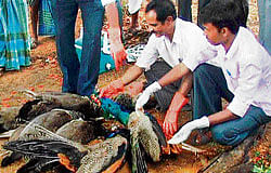 Veterinary doctors examine the carcasses of peacocks at Hulikatti village of Shiggaon taluk on Friday. DH Photo