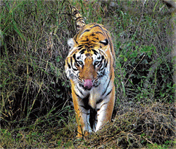 DWINDLING Today, the 1,706 tigers estimated to be present in India, fit in a mere six per cent of the countrys forest cover.  File photo