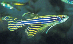 The zebra fish, Danio rerio, is used as a model system to study modern biology.
