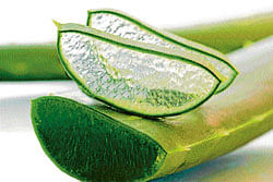 Natural: Regular doses of aloe vera help in staying healthy.