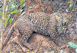 A leopard trying to escape from a trap laid to trap wild boars at Anjaru in Hiriyadka near Udupi on Saturday.