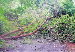 The villagers felled trees beside the Jadkal-Mudur road near Siddapur.