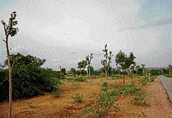 Trees stand bare as their leaves and twigs are being used as  a subsitute for fodder in Gauribidanur. DH Photo