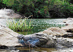 Pitiable: The crocodile with a fishing net and twigs stuck in its mouth, at Ranganathittu. Photo/ Hymakar Valluru