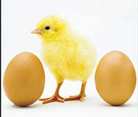 'Eggs healthier, safer than 30 years ago'