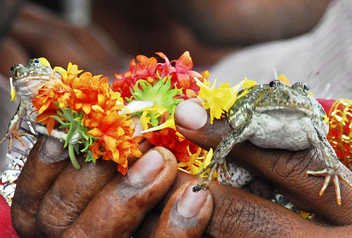In this photo taken Friday, June 29, 2012, a man holds a frog groom and his amphibian bride as they are joined in holy matrimony by villagers in Nagpur in a desperate effort to please the rain gods.  (AP Photo)