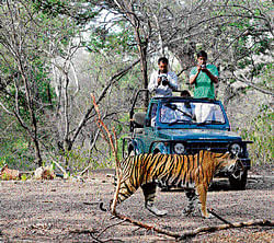 Tourists driving through a tiger reserve come across a big cat. DH File photo / Ramu M