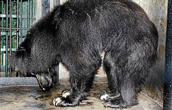 Hard to bear: Sloth bears show no signs of improvement at the Bannerghatta Biological Park. DH photo