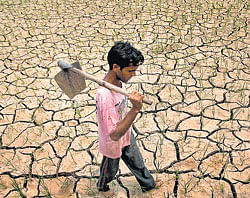7 more taluks declared drought-hit