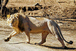 Majestic: An Asiatic lion at the Gir Wildlife Sanctuary in Gujarat. file photo