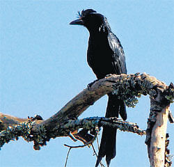 rare sighting: A racquet-tailed drongo spotted at the  BRT reserve forest in Chamarajanagar district. DH Photo