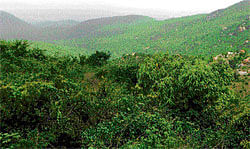 lush green: Skandagiri Hills in Chikkaballapur is house for leopards, tigers and wild boars. DH Photo