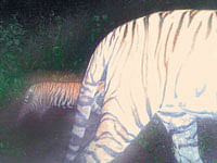 Sariska tigress ST-2 with the cub as captured by the trap  camera.